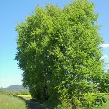 Haapa - Populus tremula