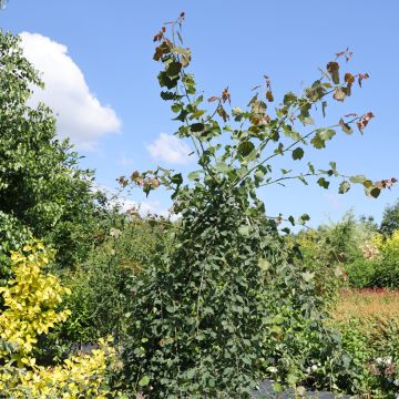 Haapa Pendula