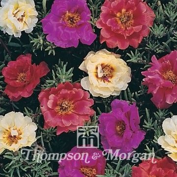 Koristeportulakka Kariba Mixed F2 Hybrid (siemenet)