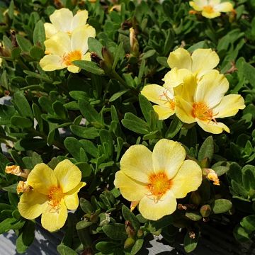 Vihannesportulakka Pazzaz Nano Yellow Twist