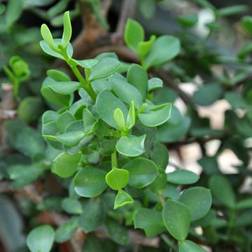 Pensasportulakka Macrophylla
