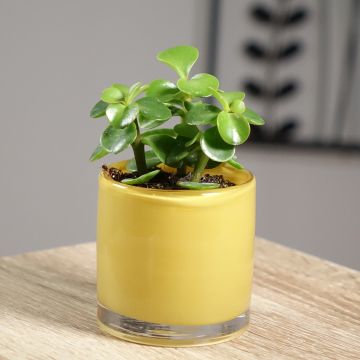 Pensasportulakka Variegata