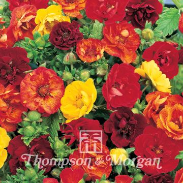 Verihanhikki Fireball Mixed (siemenet)