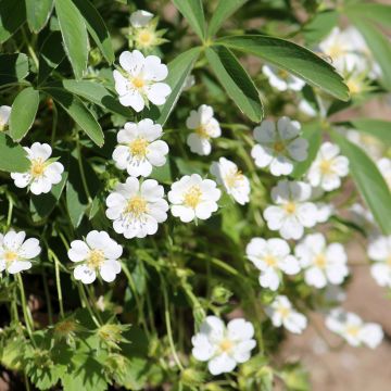 Sveitsinhanhikki - Potentilla alba