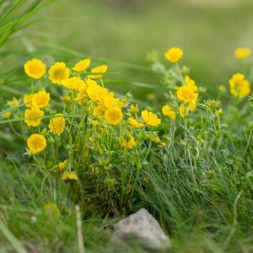 Kultahanhikki - Potentilla aurea