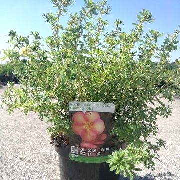 Pensashanhikki Glamour Girl