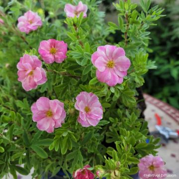 Pensashanhikki Double Punch Pink