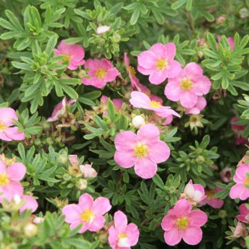 Pensashanhikki Lovely Pink