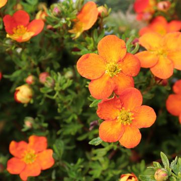 Pensashanhikki Orangissima