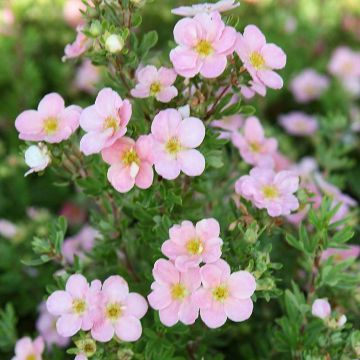 Pensashanhikki Pink Beauty