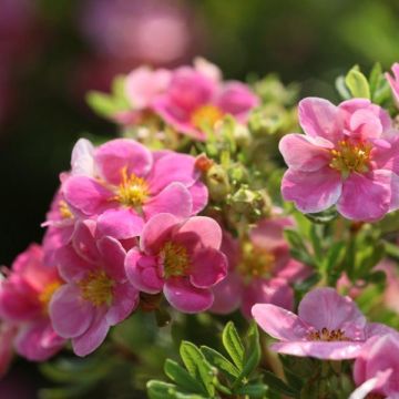 Pensashanhikki Pink Paradise