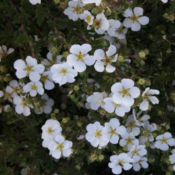 Pensashanhikki White Lady