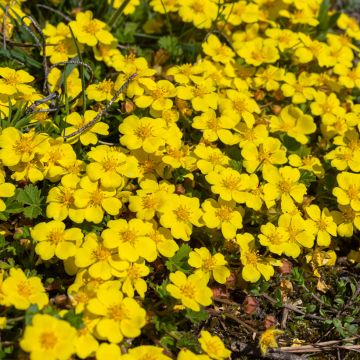 Pikkuhanhikki - Potentilla verna (viridis)