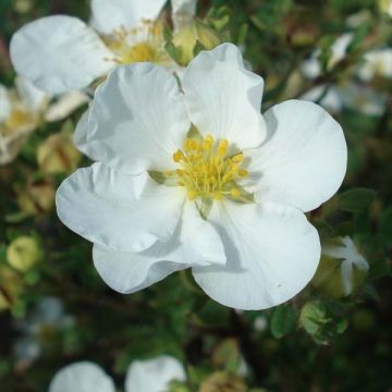Pensashanhikki Abbotswood