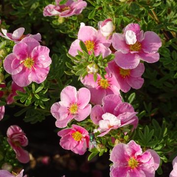Pensashanhikki Bella Rosa
