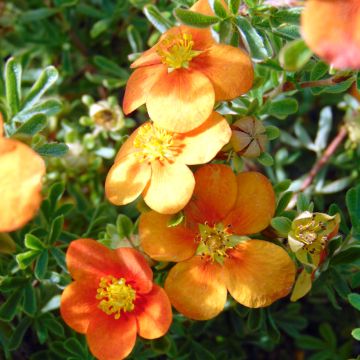Pensashanhikki Hopley's Orange