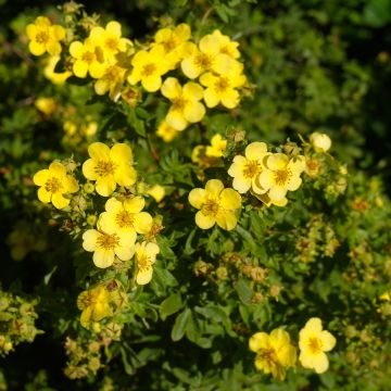 Pensashanhikki Sommerflor
