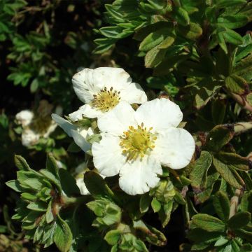 Pensashanhikki Tilford Cream