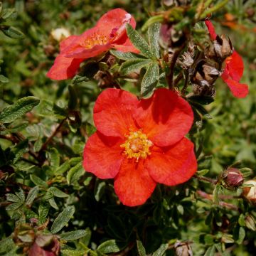 Pensashanhikki Red Lady
