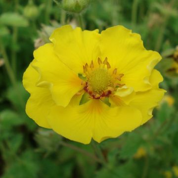 Pensashanhikki Yellow Queen