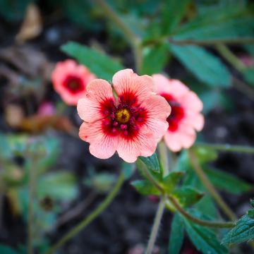 Pensashanhikki - Potentilla hopwoodiana
