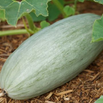 Jättikurpitsa Banana Blue luomu - Ferme de Sainte Marthe