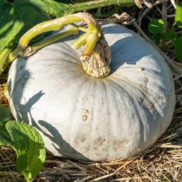 Jättikurpitsa Bleu de Hongrie luomu - Ferme de Sainte Marthe