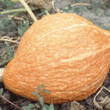 Jättikurpitsa Golden Hubbard luomu - Ferme de Sainte Marthe
