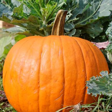 Satokurpitsa Spooktacular