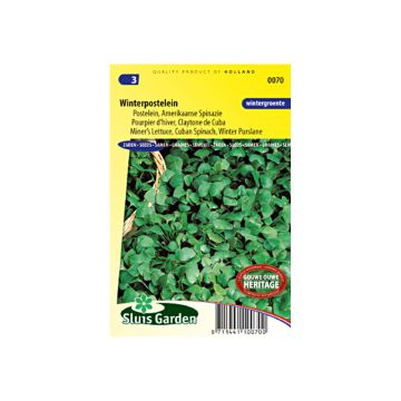 Salaattikleitonia - Claytonia perfoliata