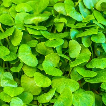 Salaattikleitonia luomu - Claytonia perfoliata