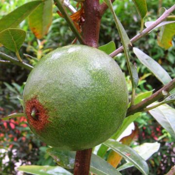 Lukuma - Pouteria obovata