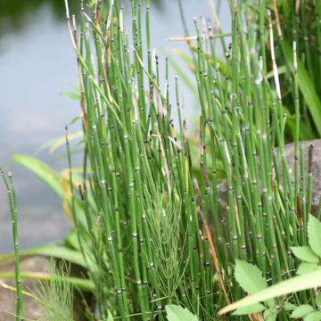 Kangaskorte - Equisetum hyemale