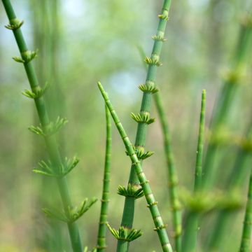 Järvikorte - Equisetum fluviatile