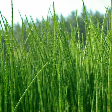 Hentokorte - Equisetum scirpoides
