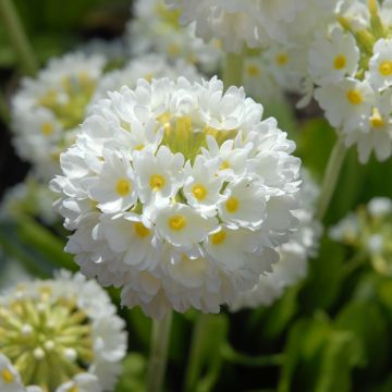 Palloesikko Alba