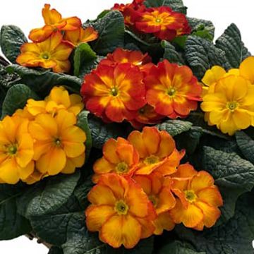 Kääpiöesikko Primus F1 Autumn Fire
