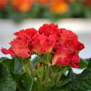 Kääpiöesikko Rosebud F1 Red Shades