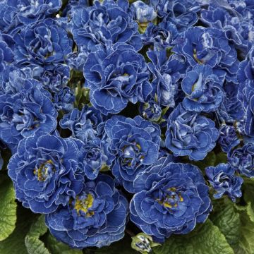 Kääpiöesikko Belarina Baltic Blue