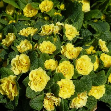 Kääpiöesikko Belarina Buttercup Yellow