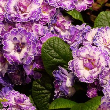 Kääpiöesikko Belarina Lively Lilac
