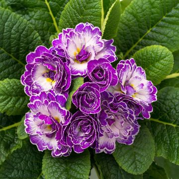 Kääpiöesikko Belarina Purple Dawn