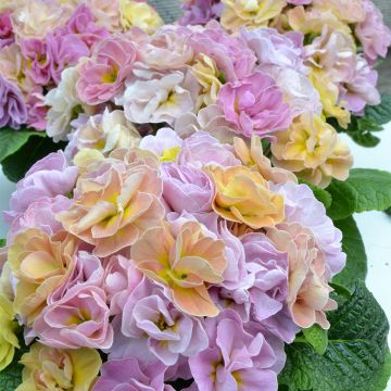 Kääpiöesikko Rubens Antique Rose F1