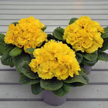 Kääpiöesikko Rubens Yellow F1