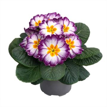 Loistokevätesikko Ambie Violet Flame F1