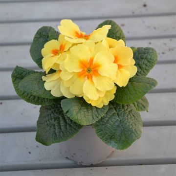 Loistokevätesikko Evie Lemon Cream F1