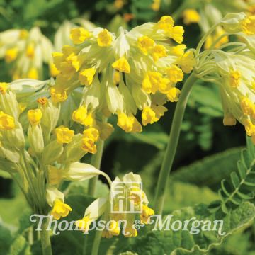 Kevätesikko (siemenet) - Primula veris