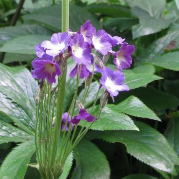 Esikko - Primula alpicola var. violacea