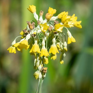Kesäesikko - Primula florindae