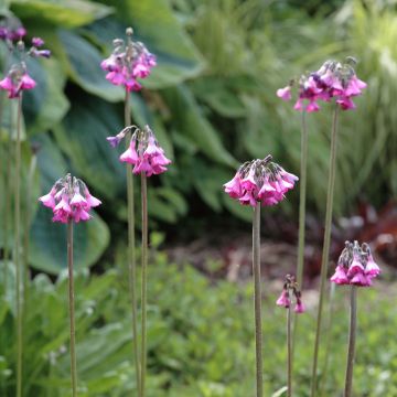 Esikko - Primula secundiflora